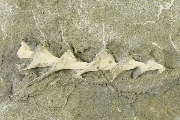 Archimedes Screw Bryozoan Fossil - Illinois #325657